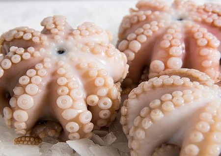 dorade